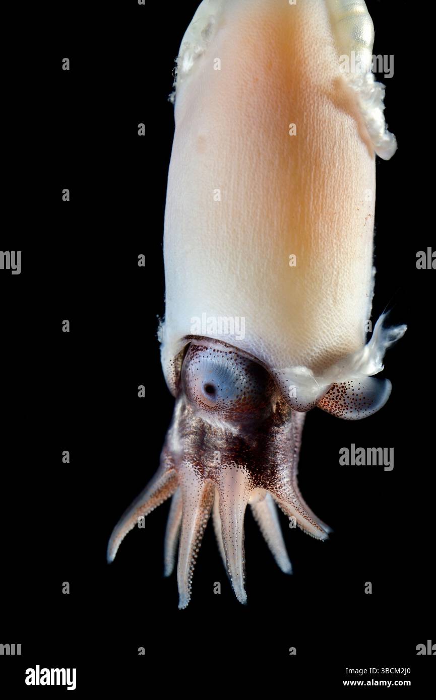 RAM's Horn Tintenfisch oder der kleine Posthornkalmar (Spirula spirula) ist eine Art von Tiefseekephalopoden-Weichtieren. Diese Art hat eine innere, gekammerte, Stockfoto