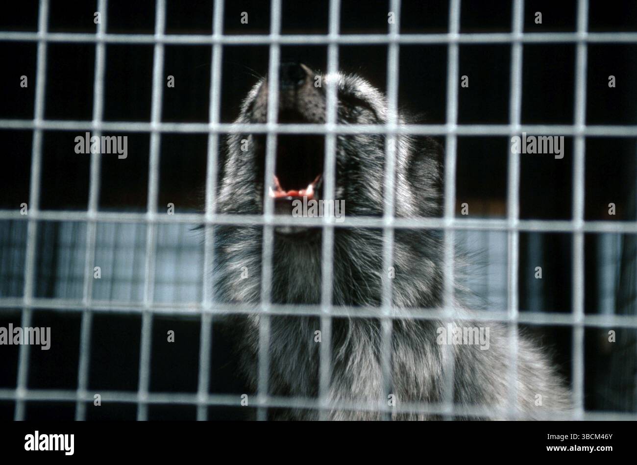 Polarfuchs (Alopex lagopus) (Vulpes lagopus) im Käfig, Heulen, Fuchsfarm, Finnland, Europa Stockfoto