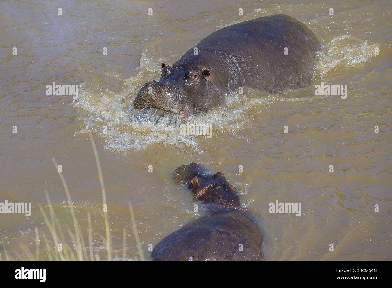 Flusspferde, Flusspferde, Tier, Tierwelt, afrika, Wild, Zeichentrick, isoliert, Säugetier, Illustration, afrikanisch, Design, Vektor, Wasser, Safari, zoo, groß, Natu Stockfoto