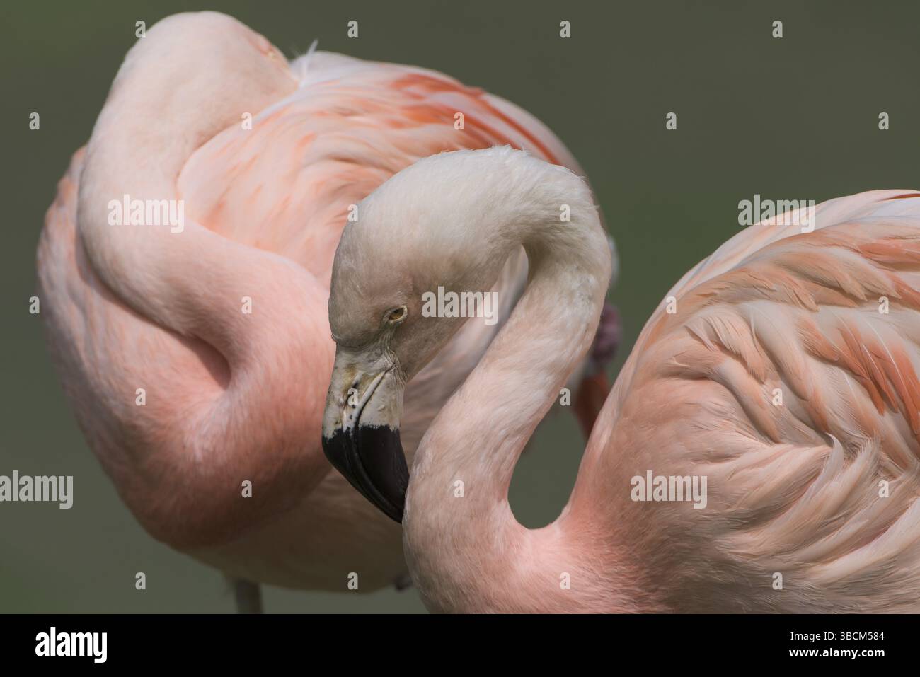 Afrika, Tier, Wasser, Voliere, Schnabel, schön, schön, Vogel, schwarz, chile, chilensis, Chilensis, Kolonien, exotisch, Auge, Fauna, Feder, Flamingo, fla Stockfoto