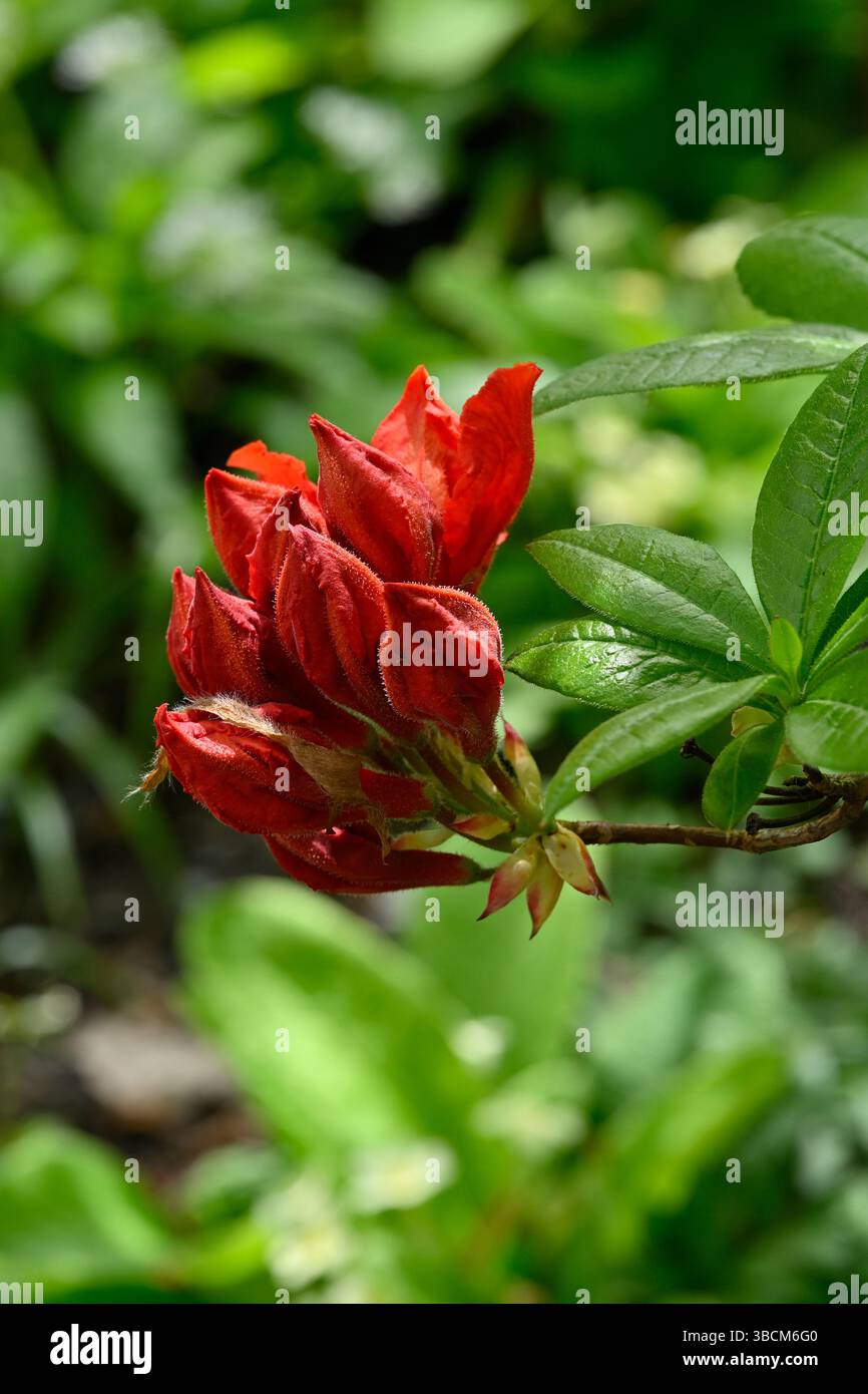 Rot/orange Frhlingsblumen und Knospen von Laubazaleen, Rhododendron  'Gibraltar' UK Garden Mai Stockfotografie - Alamy