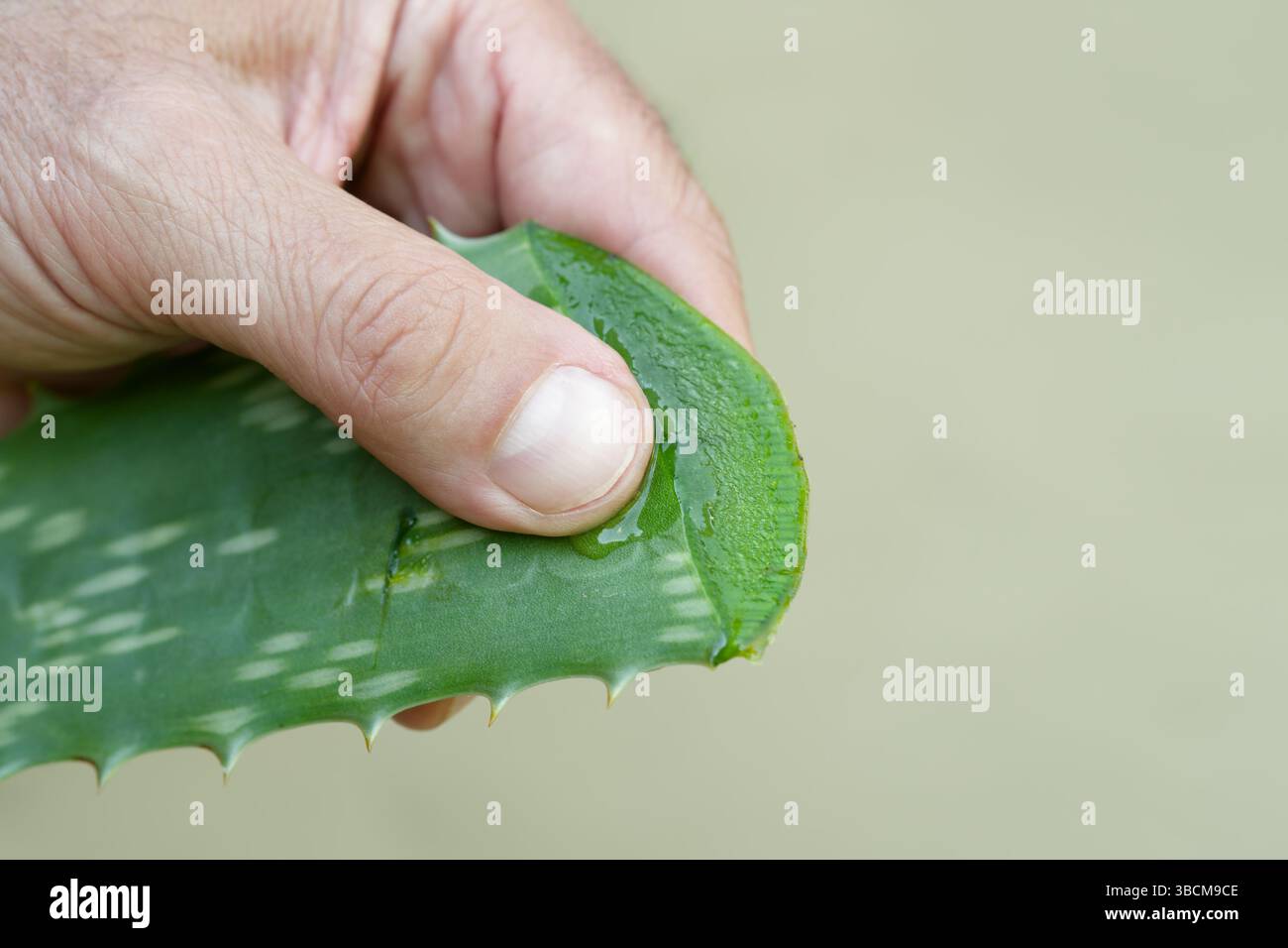 Die Hand drückt sanft auf ein Aloe Vera-Blatt, wodurch der natürliche Saft für Heil- und Hautpflegezwecke freigesetzt wird und seine medizinischen Vorteile zum Ausdruck gebracht werden Stockfoto