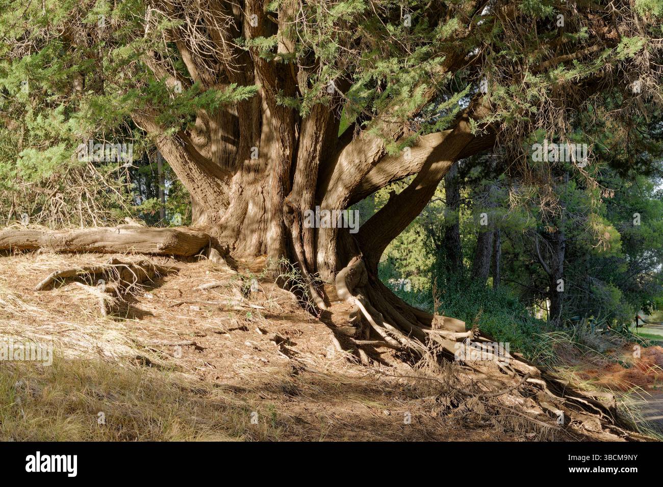 Baum der Art Pinus lambertiana, bekannt als Zuckerkiefer oder Zuckerkiefer mit beeindruckenden Wurzeln Stockfoto