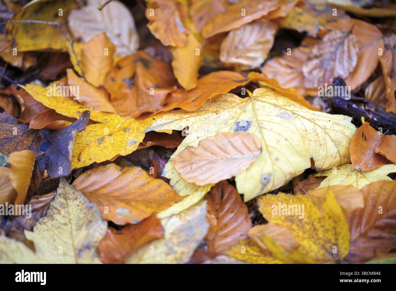 Nahaufnahme von einigen Herbstblättern auf dem Waldboden Stockfoto