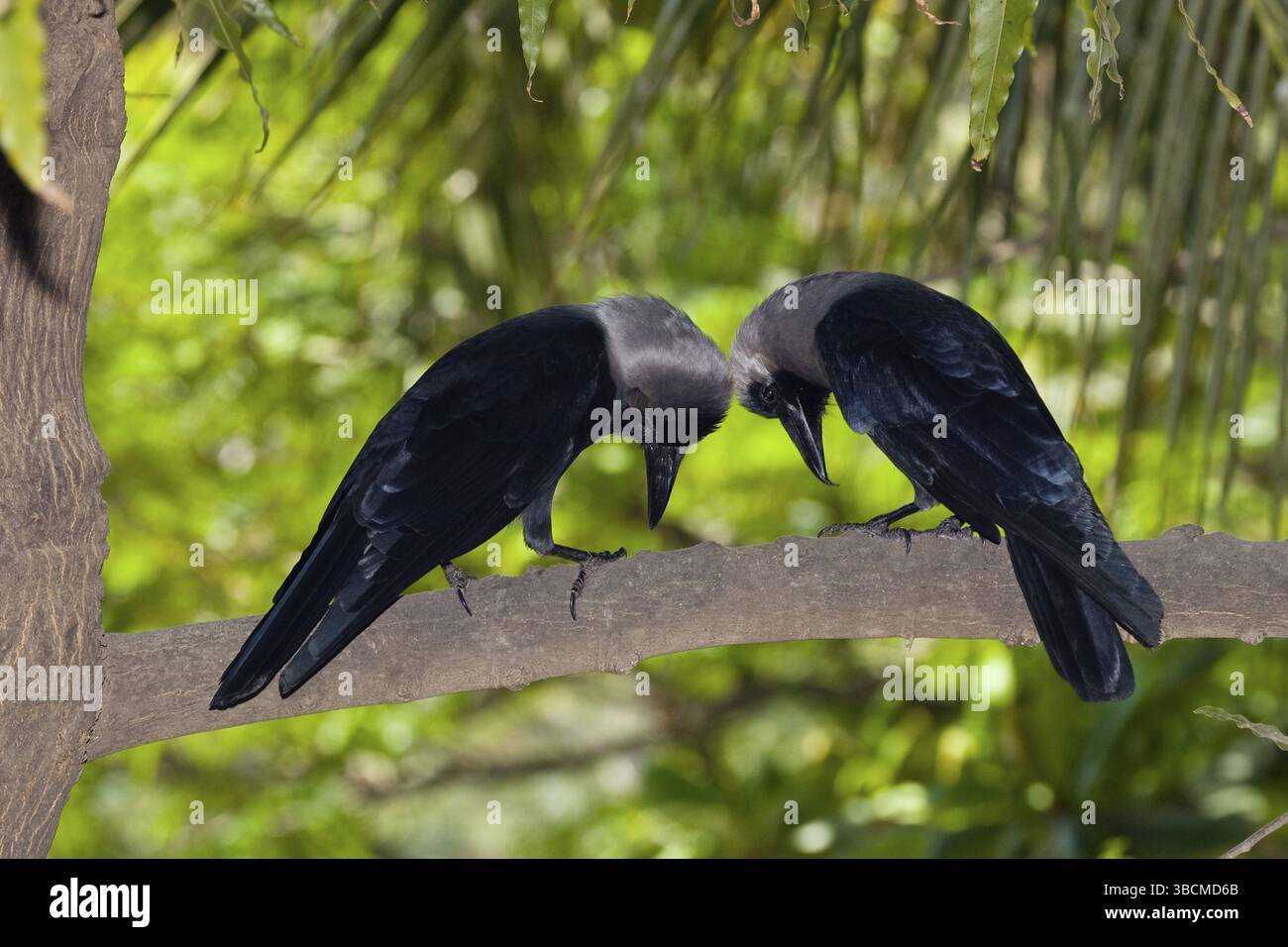 Leuchtende Krähen, Paar, Chennai, leuchtende Krähe (Corvus splendens), Krähe, Indien, Asien Stockfoto