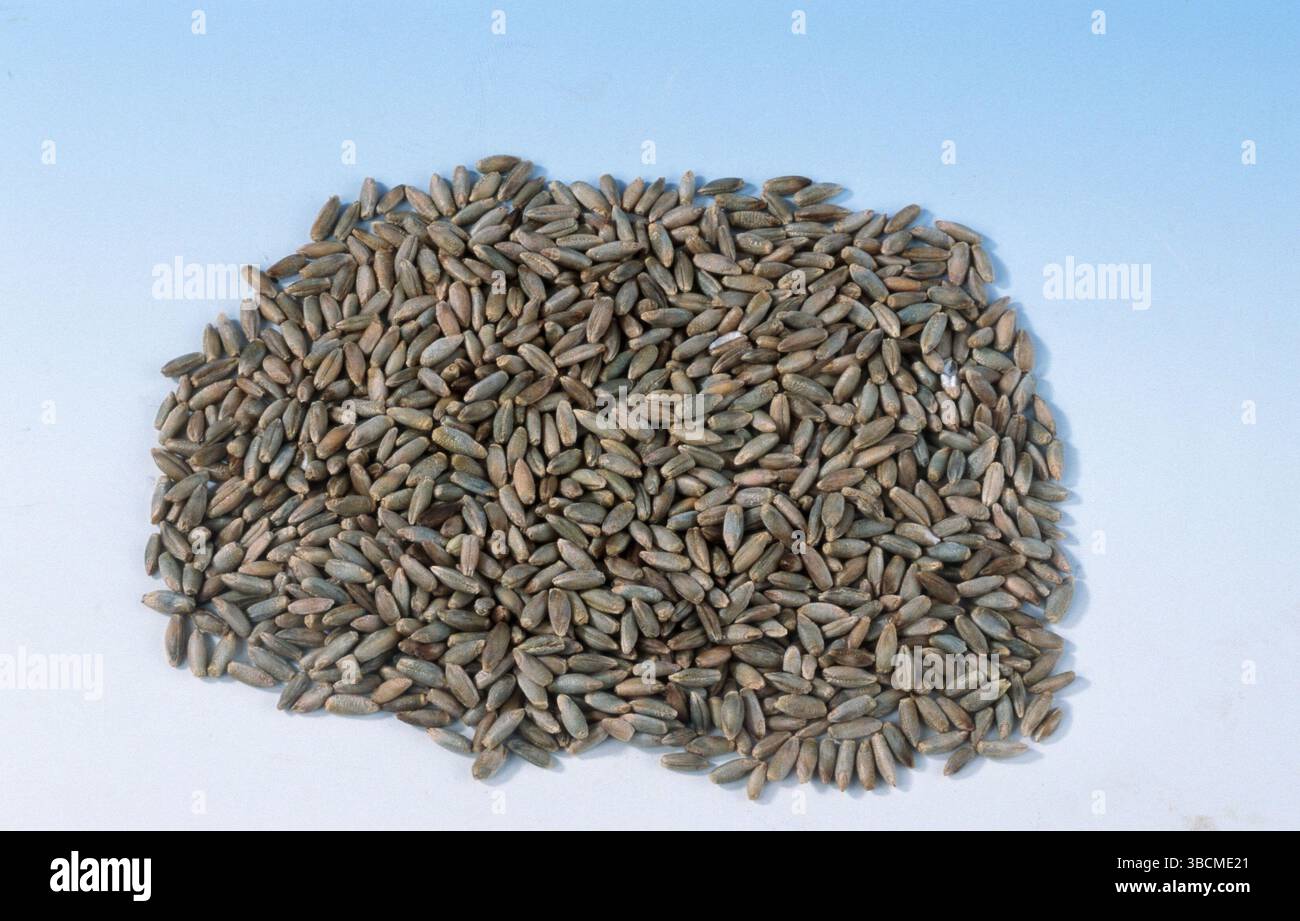 Roggen (Secale cereale) Körner Getreide, Mais, Lebensmittel, freistehend, Objekt Stockfoto