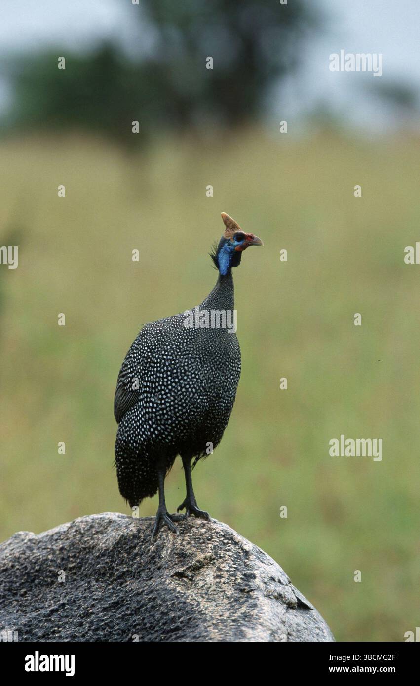 Helm-Guineafuulen (Numida meleagris), Serengeti-Nationalpark, Tansania, Helmperlhuhn, Serengeti-Nationalpark, Tansania /, Afrika Stockfoto