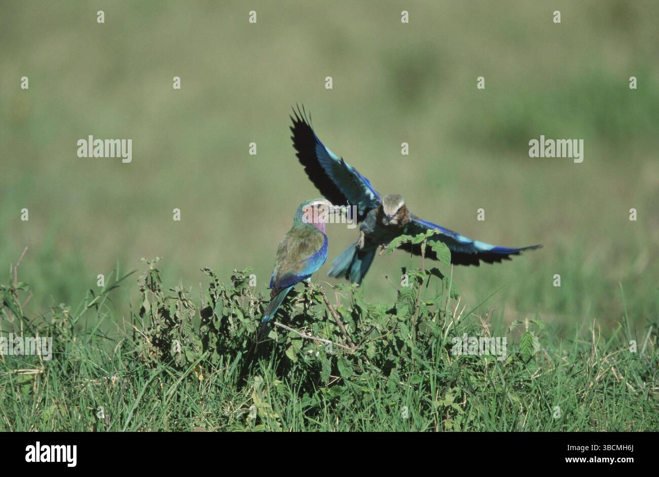 Lilafarbener Roller (Coracias caudata) Nationalpark Serengeti, Tansania, Gabelracken, Serengeti-Nationalpark, Tansania /, Afrika Stockfoto