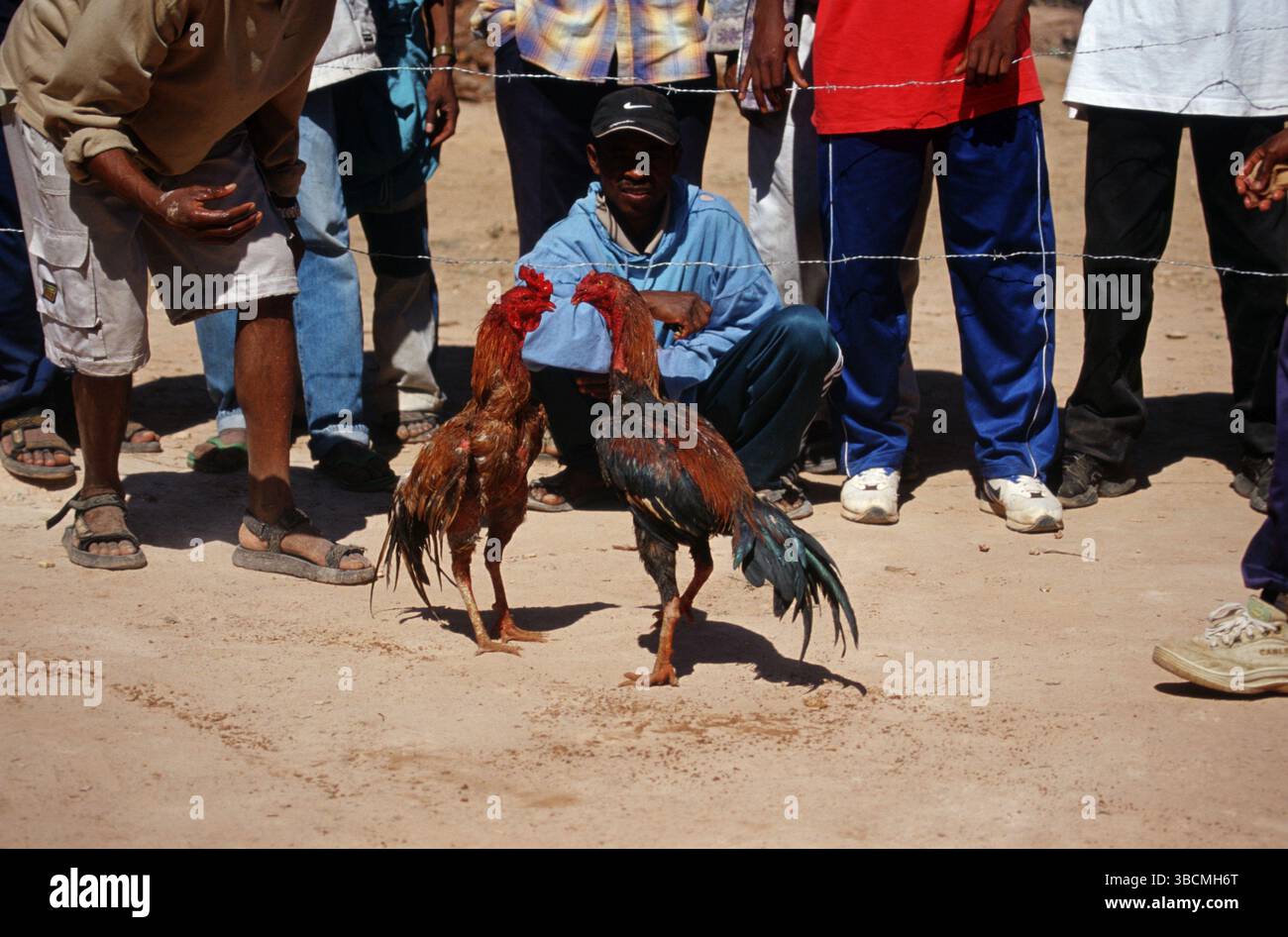 Haushühner, Hahnenkämpfe, Madagaskar, Afrika Stockfoto