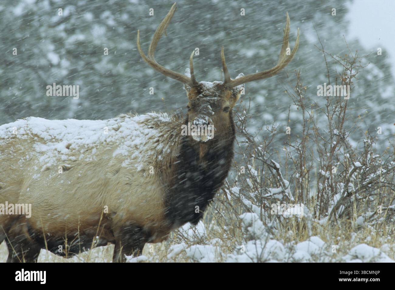 Wapiti, männlich im fallenden Schnee, Rocky Mountain National Park, Colorado, USA (Cervus elaphus nelsoni) Stockfoto