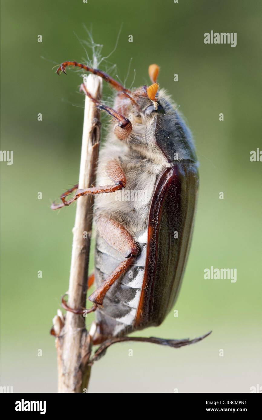 Maikäfer Stockfoto