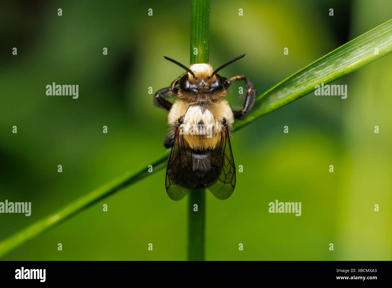 Abrupte Digger Bee (Anthophora abrupta) Stockfoto
