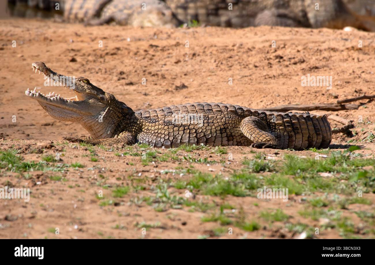 Westafrikanisches Krokodil im Zakouma-Nationalpark im Tschad. Stockfoto