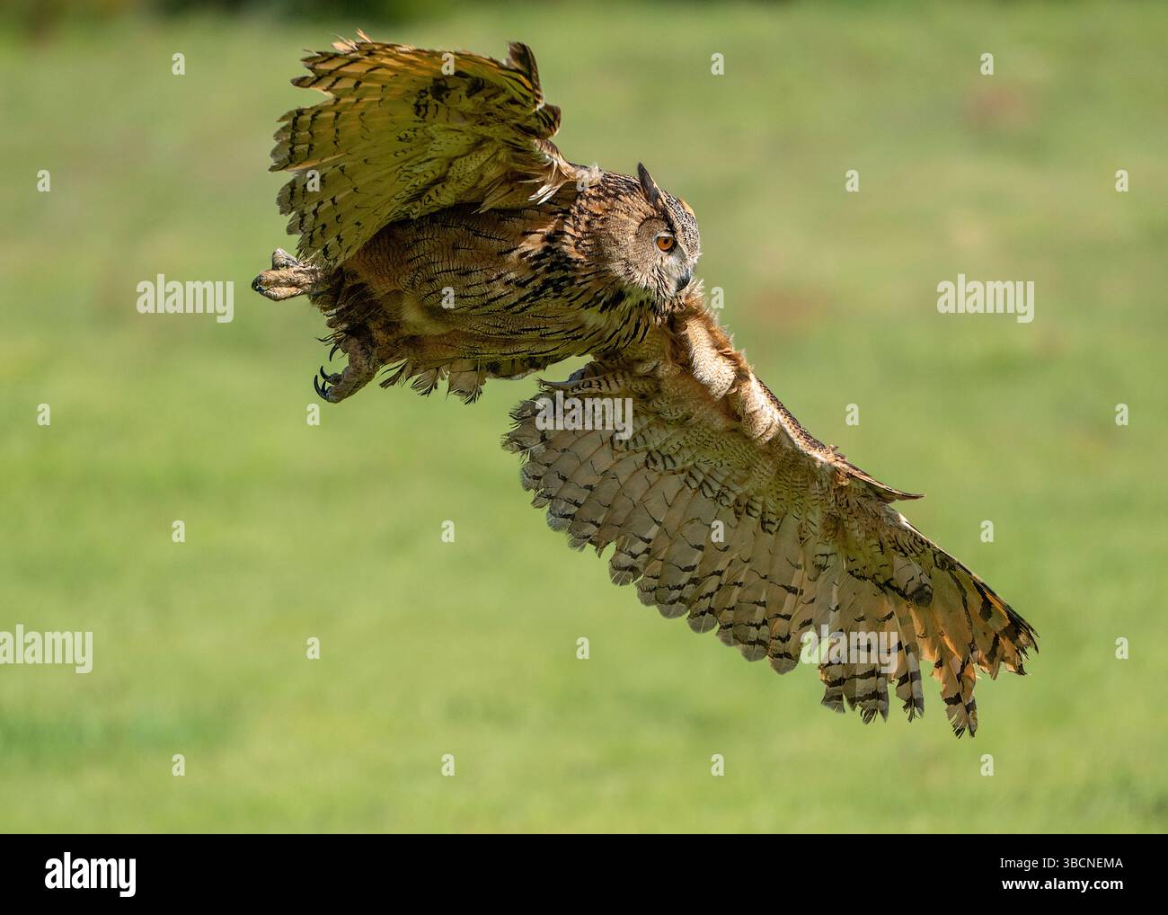 Uhu im Flug über grüne Frühlingsfelder Stockfoto