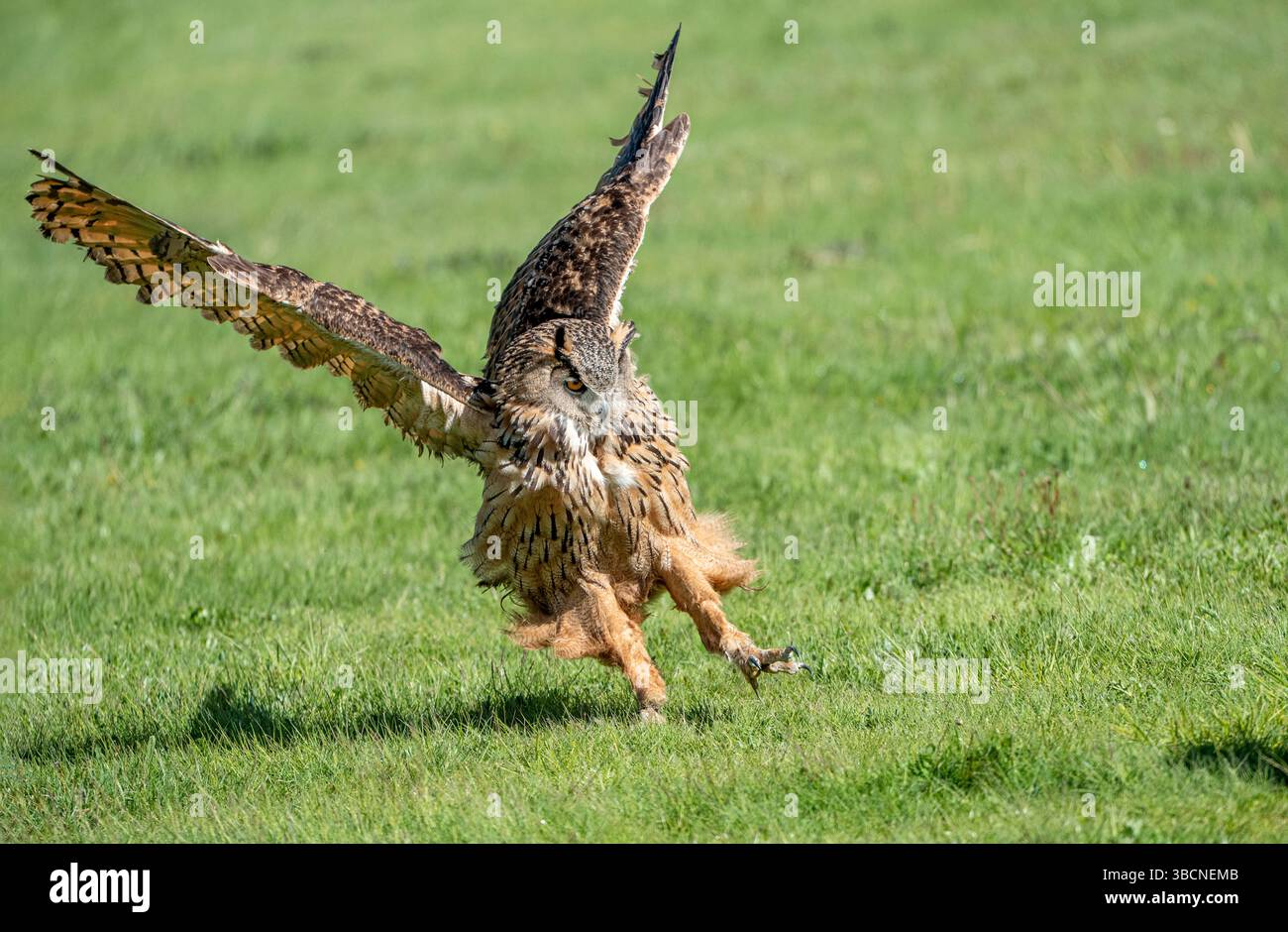 Uhu im Flug über grüne Frühlingsfelder Stockfoto