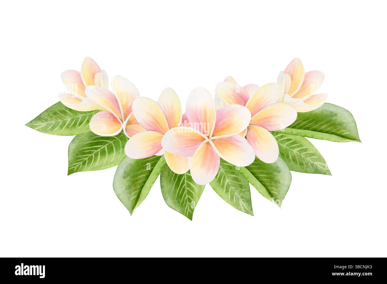 Tropische Frangipani Plumeria Blumen mit grünen Blättern Aquarellillustration isoliert auf weiß. Dschungel-Pflanzenzeichnung für Blumenmotive im Sommer Stockfoto
