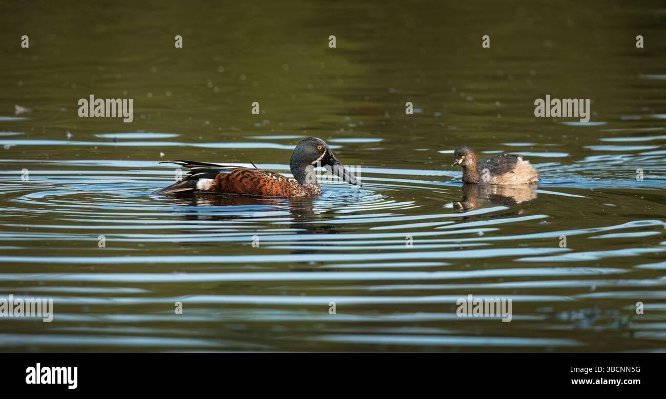 Australasian Shoveler (Spatula rhynochotis) ist eine mittelgroße Ente, die einen enormen Schnabel und ein gelbes Auge hat und von einem Grebe begleitet wird. Stockfoto