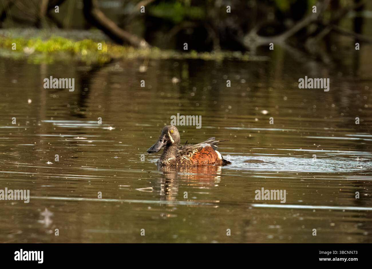 Australasian Shoveler (Spatula rhynochotis) genießen das Morgenlicht in den Feuchtgebieten in Queensland, Australien. Stockfoto