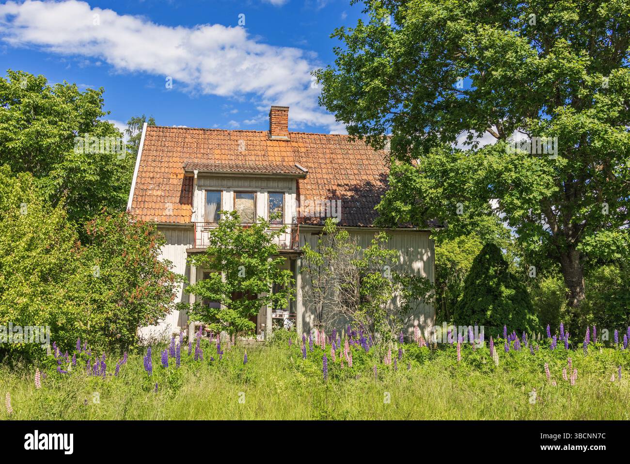 Altes verlassenes Haus mit Lupinen-Blumen im Garten Stockfoto