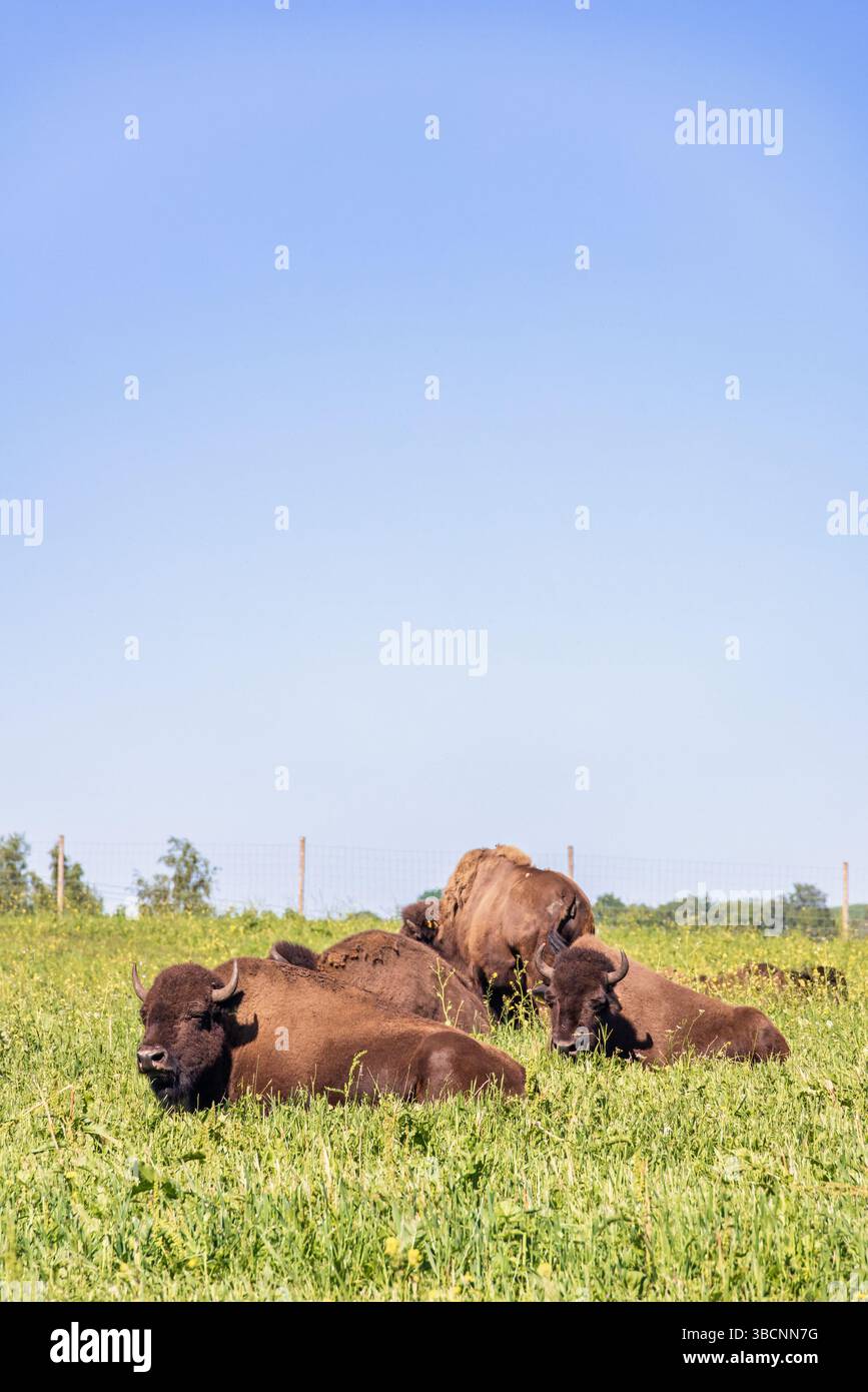 American Bison ruht auf einer Graswiese Stockfoto