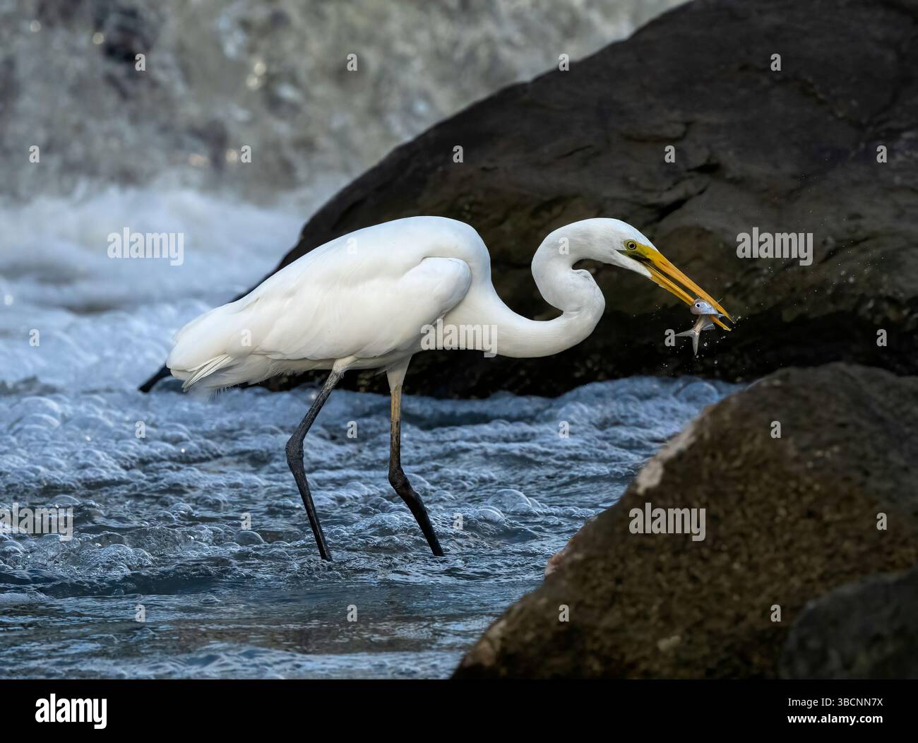 Der östliche Großreiher (Ardea modesta) mit einem frisch gefangenen Fisch in seinem langen gelben Schnabel am lokalen Wehr in Queensland, Australien. Stockfoto