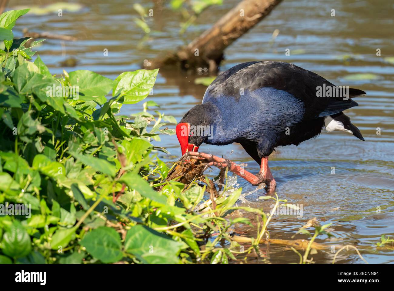 Violette Sumpfvögel (Porphyrio Porhyrio), die an einem schönen sonnigen Tag in Queensland, Australien, in der Vegetation nach Nahrung suchen. Stockfoto