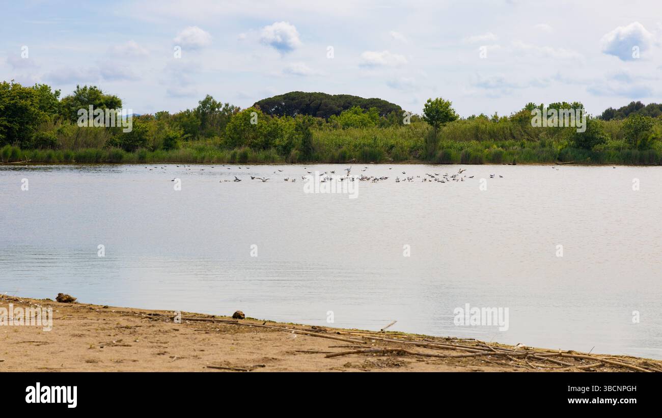 Malerischer Blick auf den Fluss Ter, der durch das natürliche Gebiet Gola del Ter in Estartit, Costa Brava, Spanien fließt, mit üppigen Uferbänken. Stockfoto