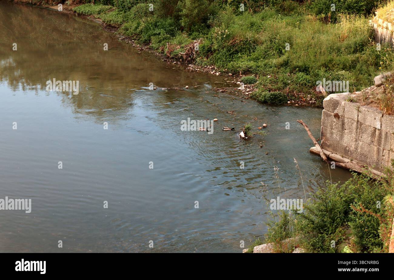 Benevento - Germani Reali nel Fiume Sabato dal Ponte Leproso Stockfoto