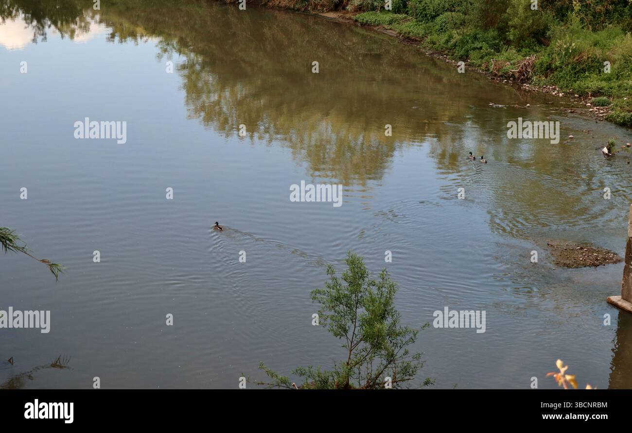Benevento - Germani Reali nel Fiume Sabato Stockfoto