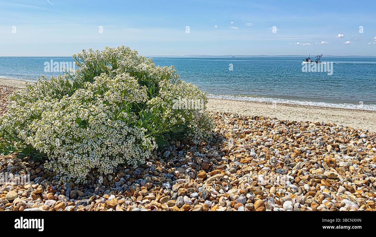 Meerkohl oder Meereskohl (Crambe Maritima) wächst am Ferry Point Beach, Hayling Island - Smartphone-aufgenommenes Stockfoto