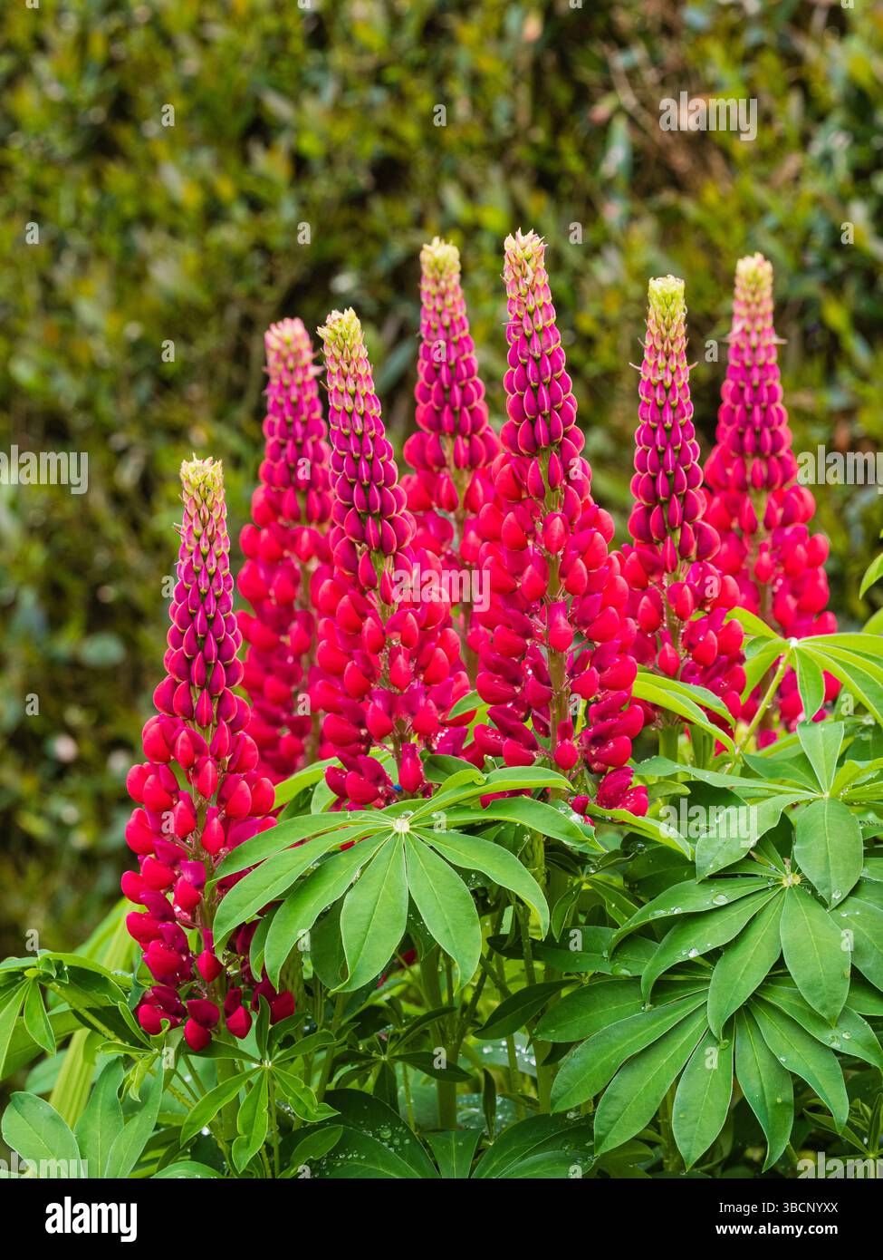 Hardy, rotblühende mehrjährige Lupine, Lupinus „die Seite“ in einer Frühsommergrenze Stockfoto