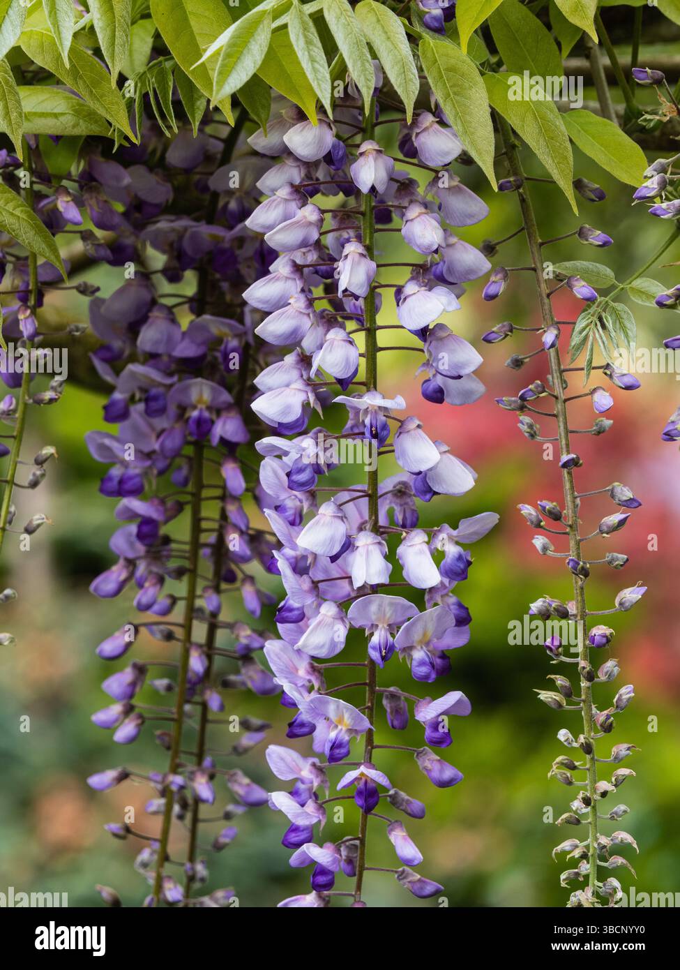 Violette und lila Blüten in den Rassimen des Kletterers, Wisteria floribunda „Burford“ Stockfoto