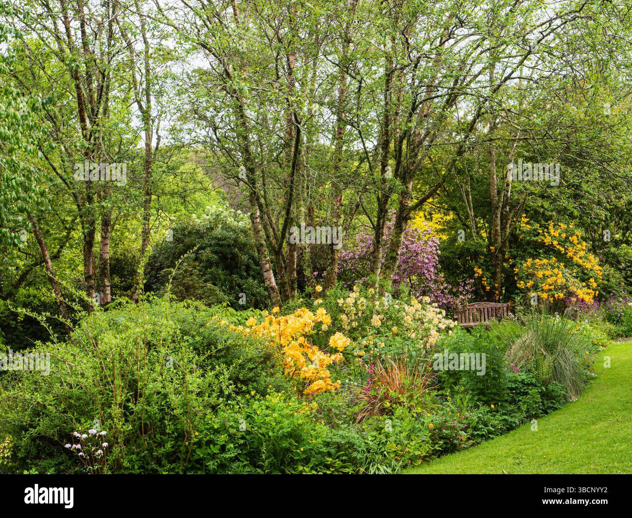 Unterpflanzung frhlingsgarten -Fotos und -Bildmaterial in hoher Auflsung   Alamy