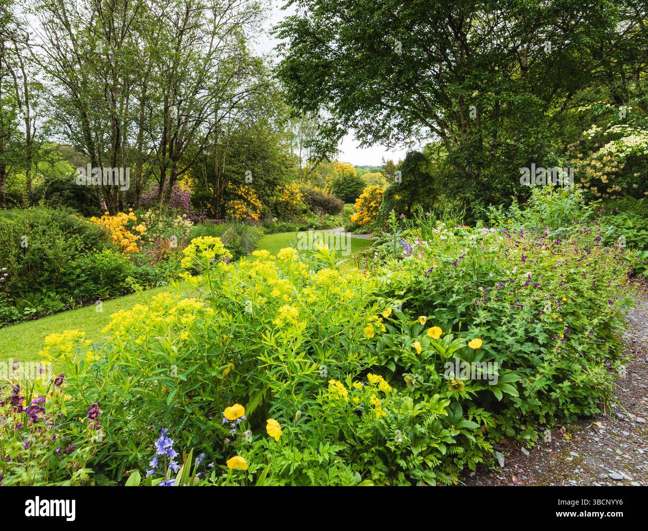 Blick über die schattigeren Grenzen am westlichen Ende des Long Walk im Garden House, Devon, Großbritannien Stockfoto