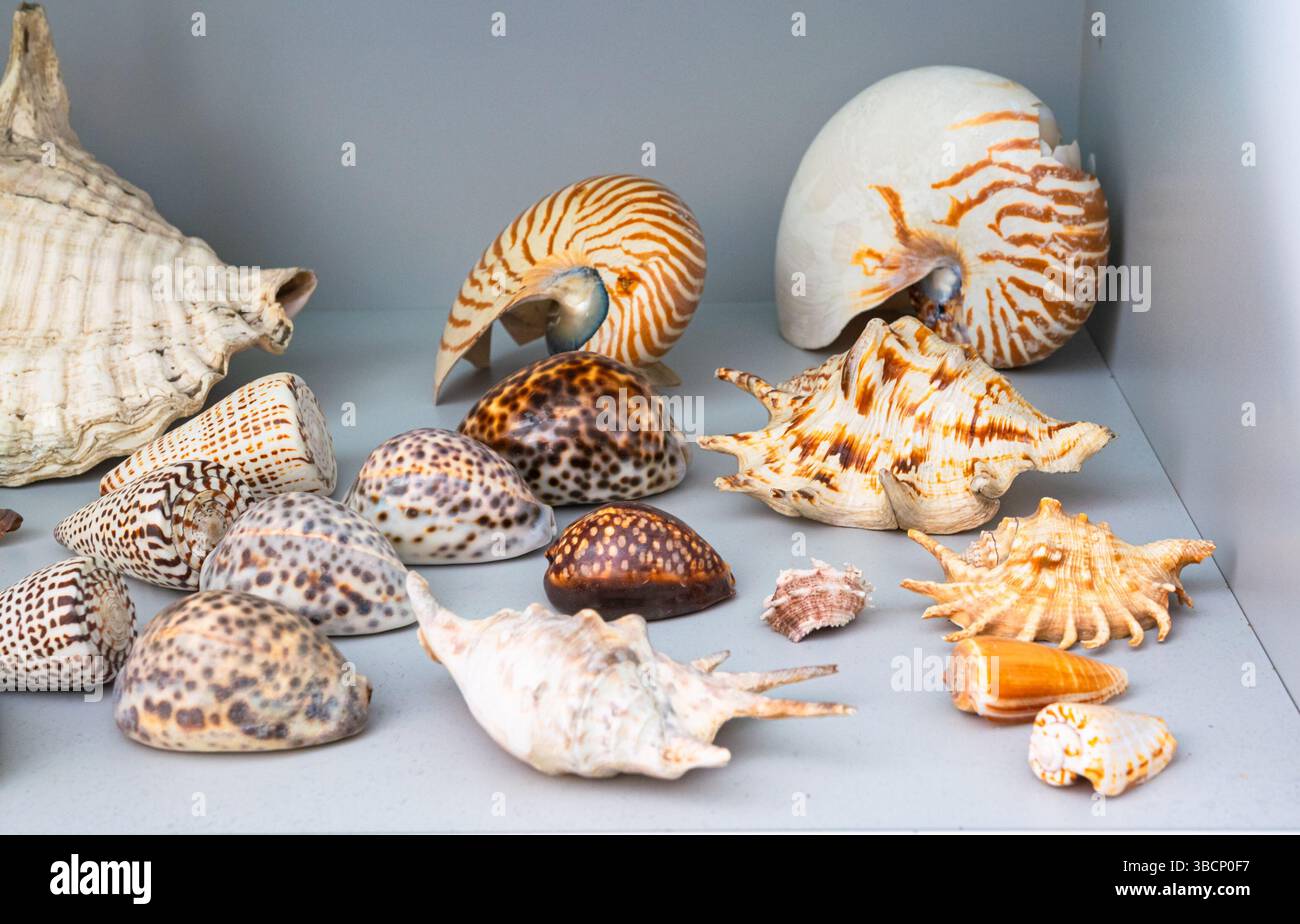 Sammlung tropischer Muscheln in einer Glasvitrine in einem Biologieklasse an einer High School Stockfoto