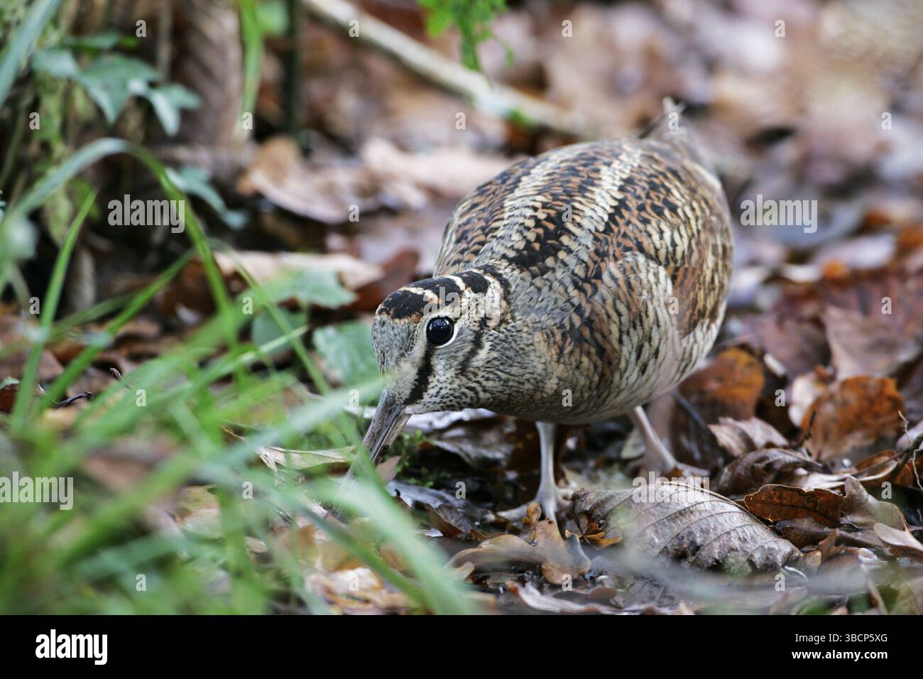 Eurasische waldschnepfe Scolopax rusticola Stockfoto