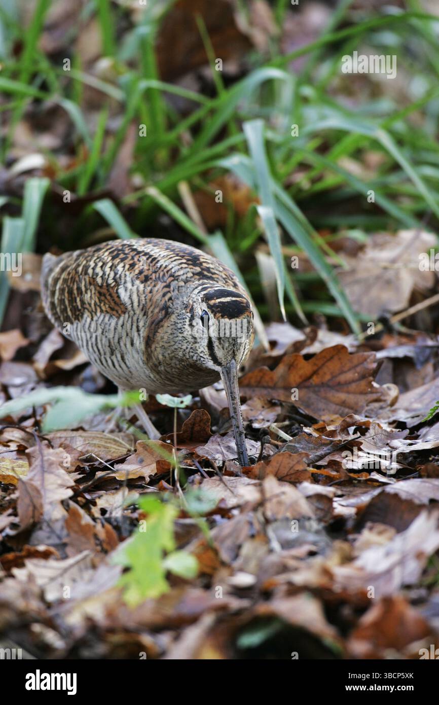 Eurasische waldschnepfe Scolopax rusticola Stockfoto