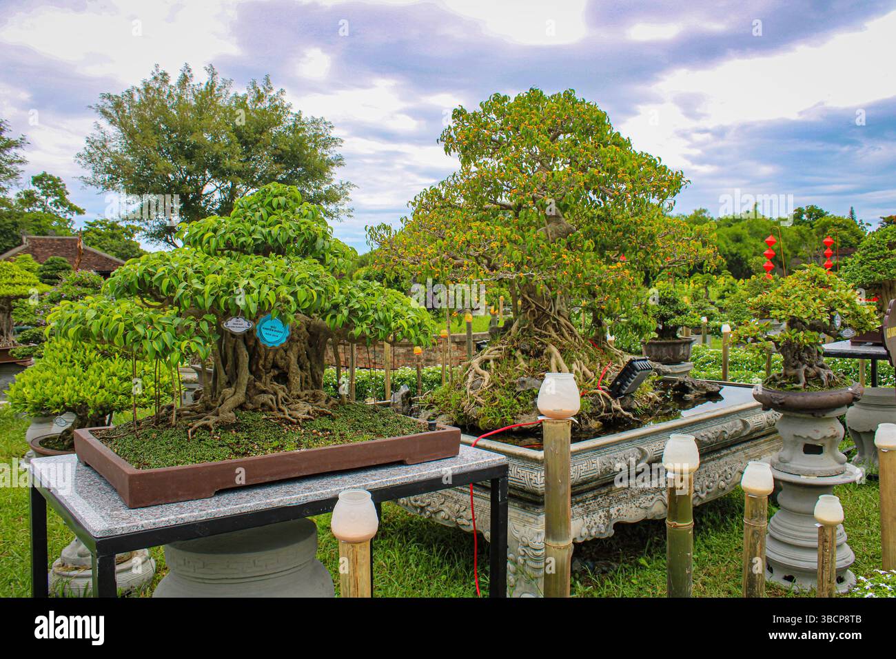 Vietnam, Hue. Hue Imperial City (Hoàng Thành Hu). Ein Blick auf die üppigen Gärten der kaiserlichen Zitadelle. Bonsai-Kollektion. Stockfoto