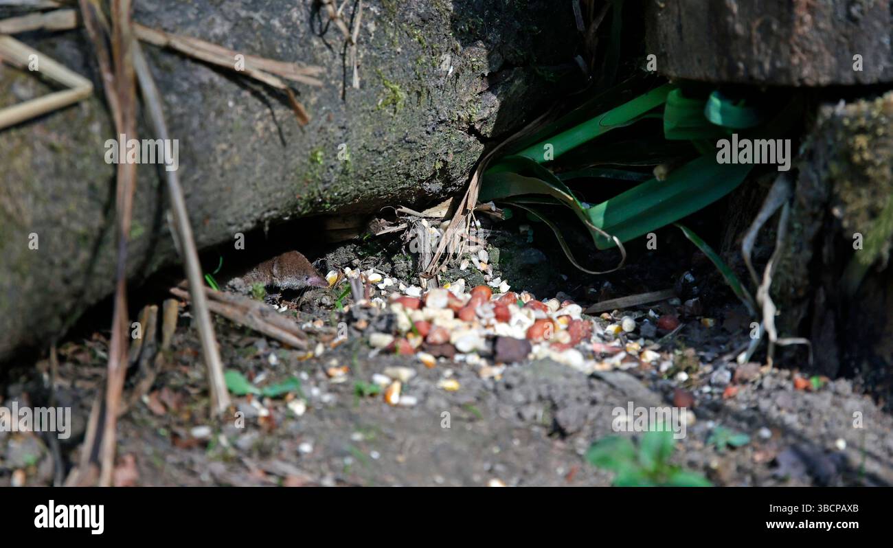 Gemeine Spitzspitzel unter den Vogelfuttern Stockfoto