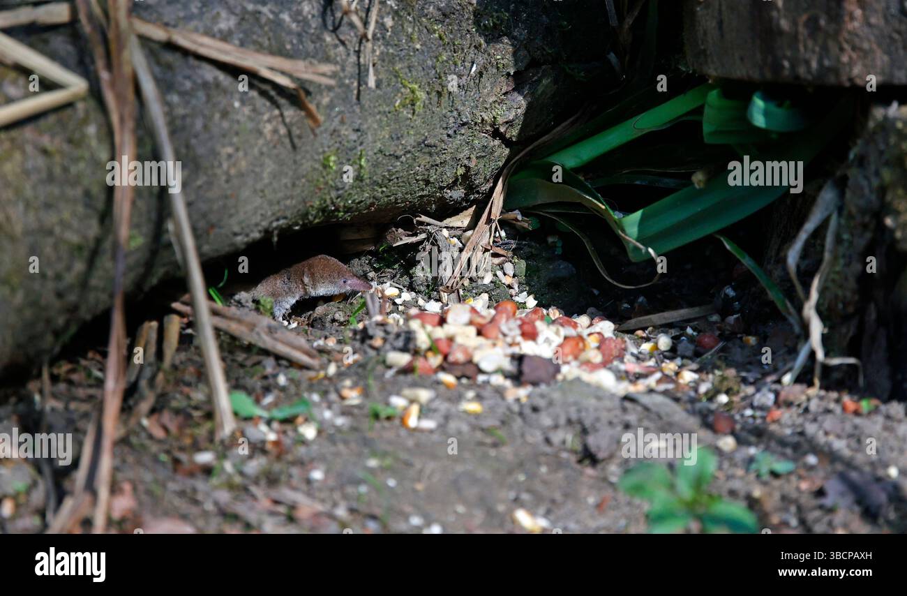 Gemeine Spitzspitzel unter den Vogelfuttern Stockfoto