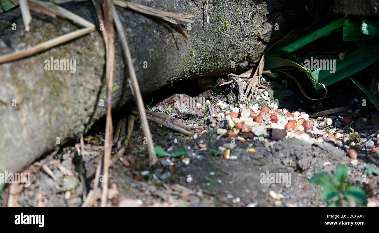 Gemeine Spitzspitzel unter den Vogelfuttern Stockfoto