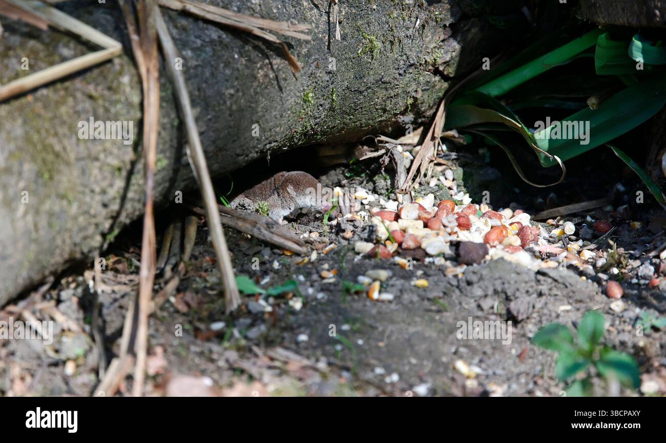 Gemeine Spitzspitzel unter den Vogelfuttern Stockfoto