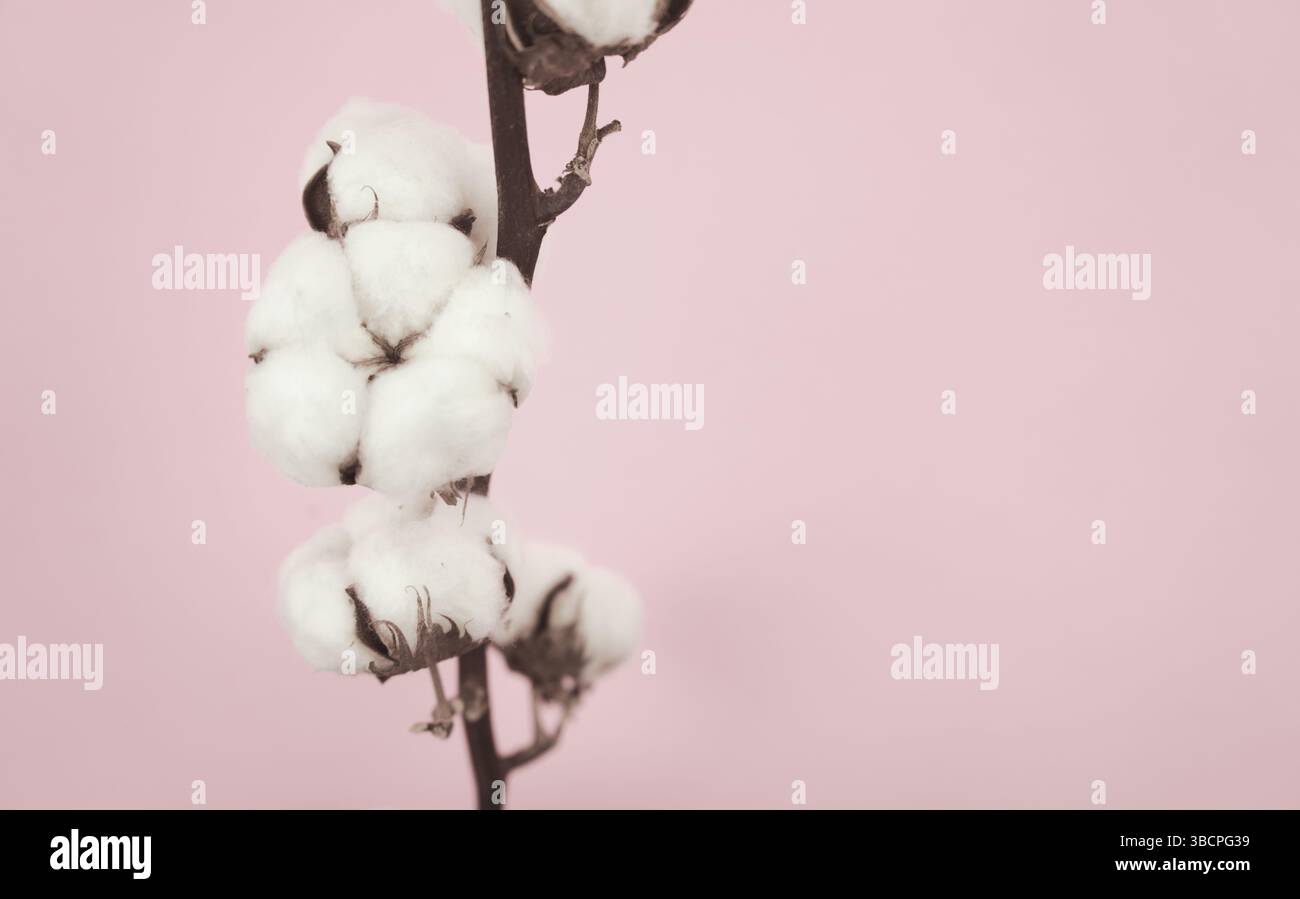 Baumwoll-Blütenzweigstiel. Stillleben. Kopf auf, mittlerer Winkel, horizontal mit freiem Kopierraum. Stockfoto