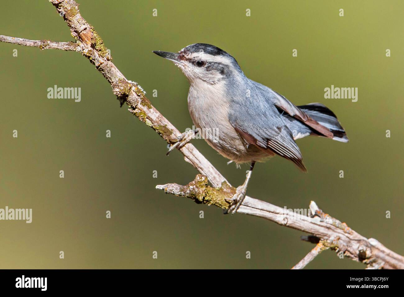 korsische Nuthatch (Sitta whiteheadi), männlich auf einem Ast, Frankreich, Korsika Stockfoto