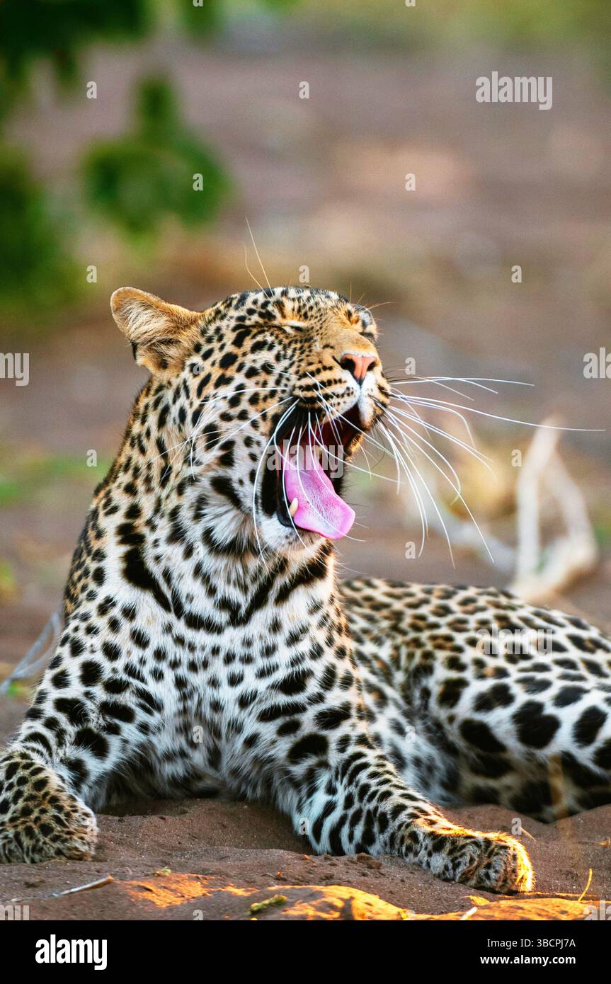 Leopard (Panthera pardus), liegt im Schatten und Gähnen, Botswana, Mashatu Game Reserve Stockfoto