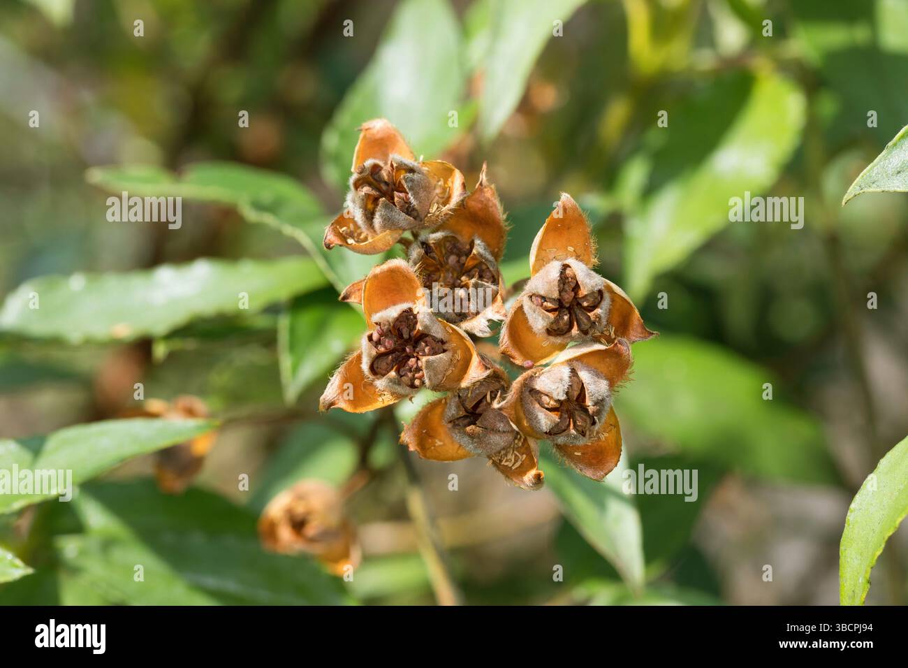 Lorbeerblättrige Felsenrose (Cistus laurifolius), Fruchtzweig Stockfoto