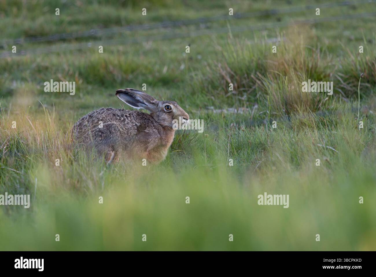 Feldhase, Feld-Hase, Hase, Hasen, Grünland, Grünlandfläche, Lepus europaeus, Europäischer Hase, Braunhase, Hase, Hasen, Le Lièvre d'Europe, Lièvre brun Stockfoto