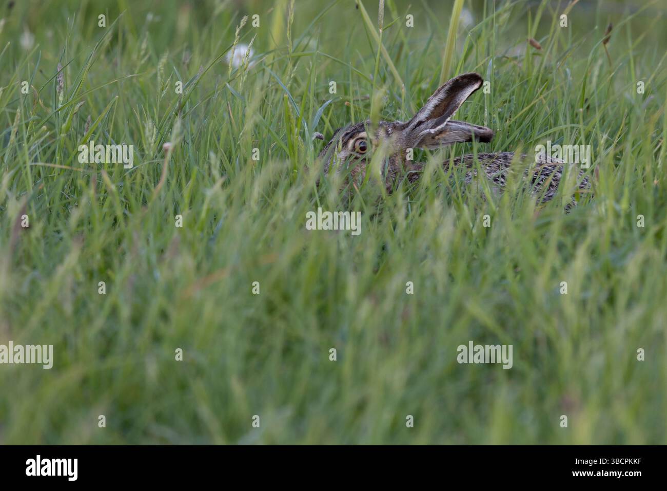Feldhase, Feld-Hase, Hase, Hasen, Grünland, Grünlandfläche, Lepus europaeus, Europäischer Hase, Braunhase, Hase, Hasen, Le Lièvre d'Europe, Lièvre brun Stockfoto