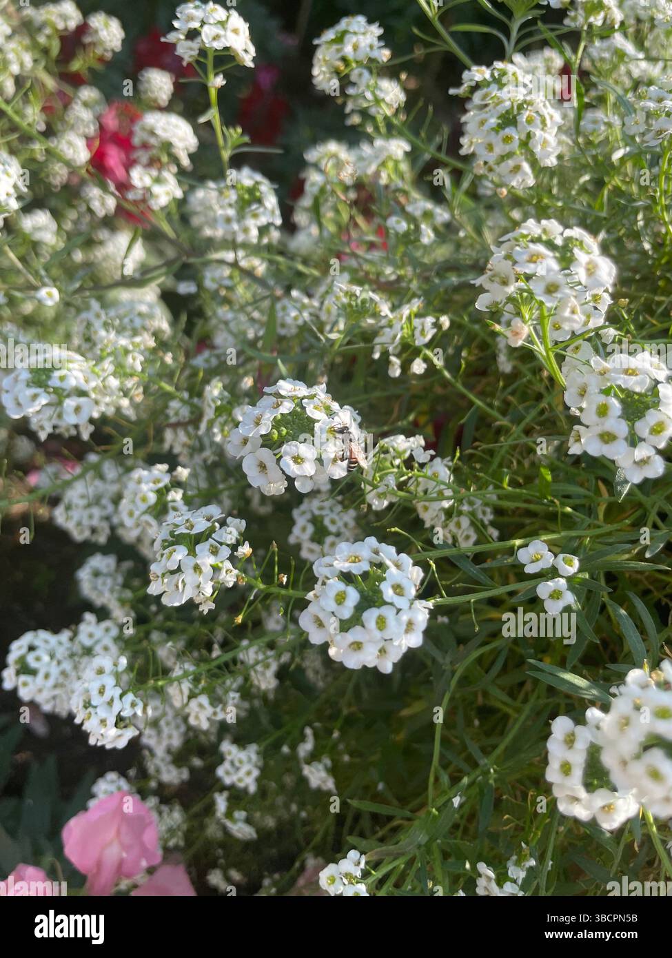 Weiße süße Alyssum-Blüten (Lobularia maritima) blühen an einem sonnigen Tag in einem lebendigen Garten, wobei ein kleines Insekten auf einer der Blüten landet. - Smartphone-aufgenommenes Stockfoto