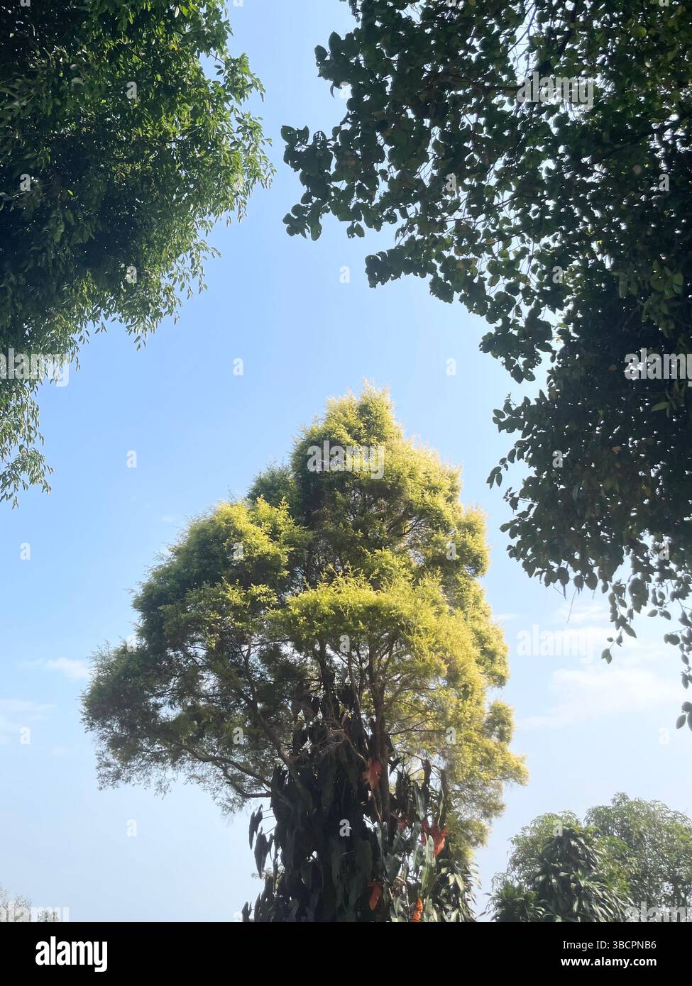Hoher Baum mit hellgrünem Laub, umrahmt von anderen Baumkronen unter einem klaren blauen Himmel an einem sonnigen Tag. - Smartphone-aufgenommenes Stockfoto